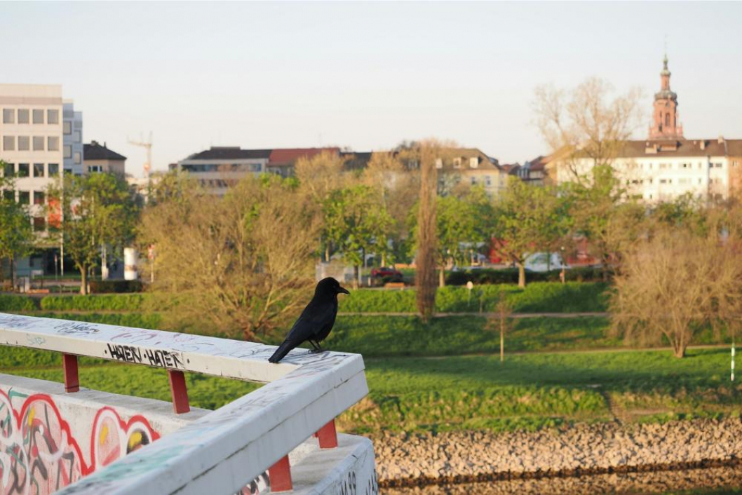 Elektroschrott Entsorgung Mannheim